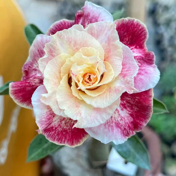 Adenium_Desert_Rose_Plant_Rare_Double_Petal_Hybrid_Pack_Of_-_1