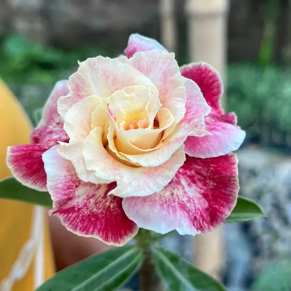 Adenium_Desert_Rose_Plant_Rare_Double_Petal_Hybrid_Pack_Of_-_1