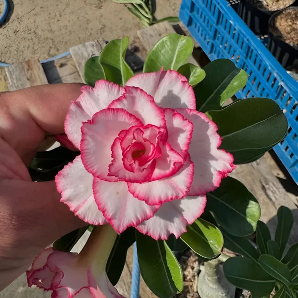 Adenium_Plant_(Hybrid)_For_Indoor_&_Outdoor_With_Grow_Bag