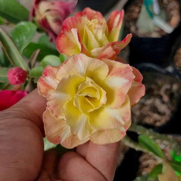 Adenium_Plant_(Hybrid)_For_Indoor_&_Outdoor_With_Grow_Bag