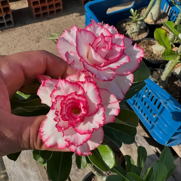 Adenium_Plant_(Hybrid)_For_Indoor_&_Outdoor_With_Grow_Bag