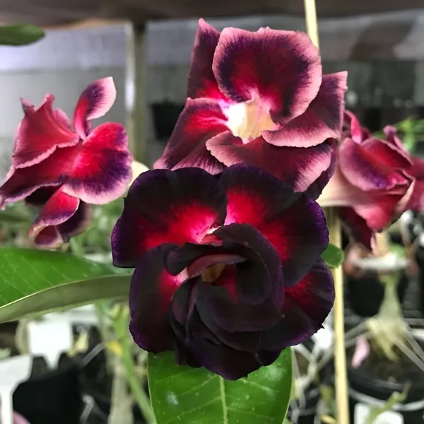 Adenium_Plant_(Hybrid)_For_Indoor_&_Outdoor_With_Grow_Bag