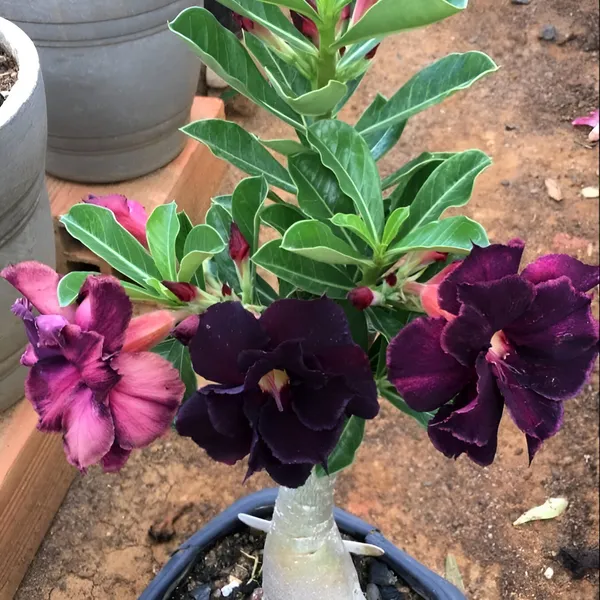 Adenium_Plant_(Hybrid)_For_Indoor_&_Outdoor_With_Grow_Bag