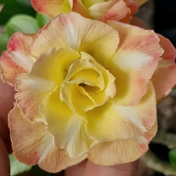 Adenium_Plant_(Hybrid)_For_Indoor_&_Outdoor_With_Grow_Bag
