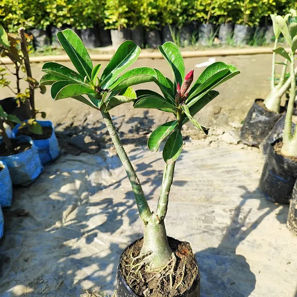 Adenium_Plant_(Hybrid)_For_Indoor_&_Outdoor_With_Grow_Bag
