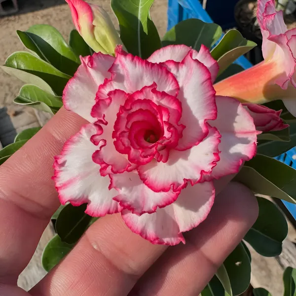 Adenium_Plant_(Hybrid)_For_Indoor_&_Outdoor_With_Grow_Bag
