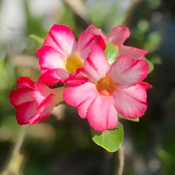 Adenium_Plant_(Hybrid)_For_Indoor_&_Outdoor_With_Grow_Bag