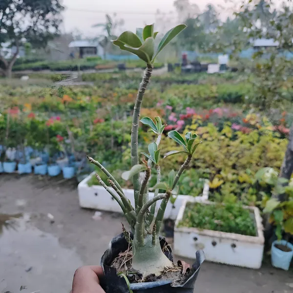 Adenium_Plant_(Hybrid)_For_Indoor_&_Outdoor_With_Grow_Bag