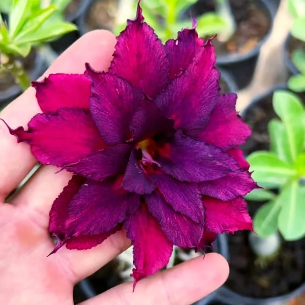 Adenium_(Desert_Rose)_Plant_Deep_Purple_Double_Flowering_Succulent