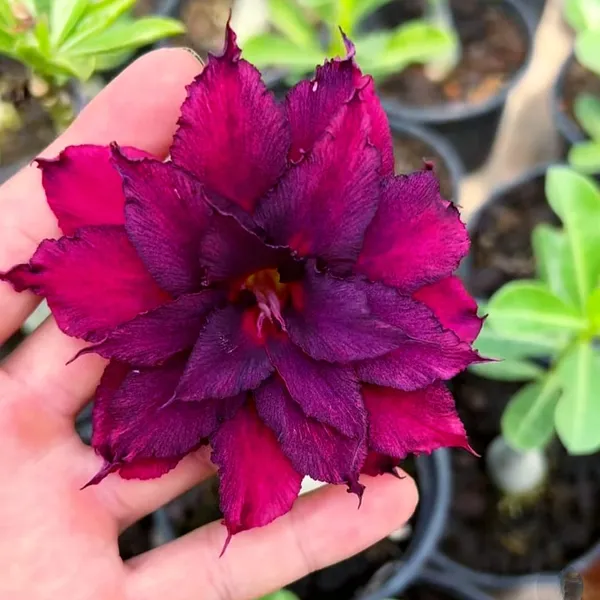 Adenium_(Desert_Rose)_Plant_Deep_Purple_Double_Flowering_Succulent