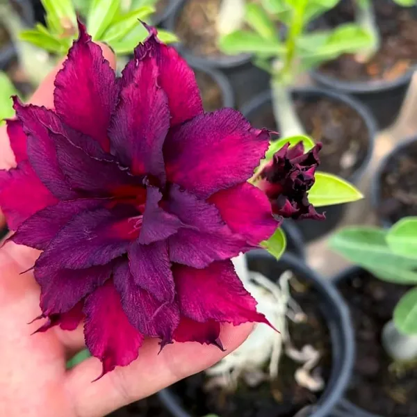 Adenium_(Desert_Rose)_Plant_Deep_Purple_Double_Flowering_Succulent