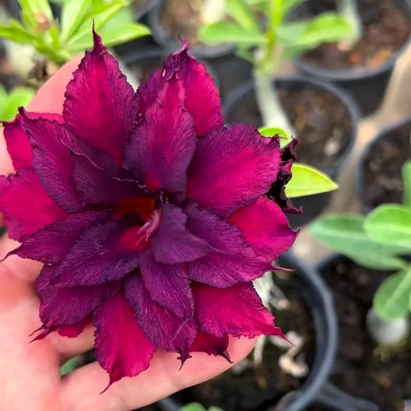 Adenium_(Desert_Rose)_Plant_Deep_Purple_Double_Flowering_Succulent