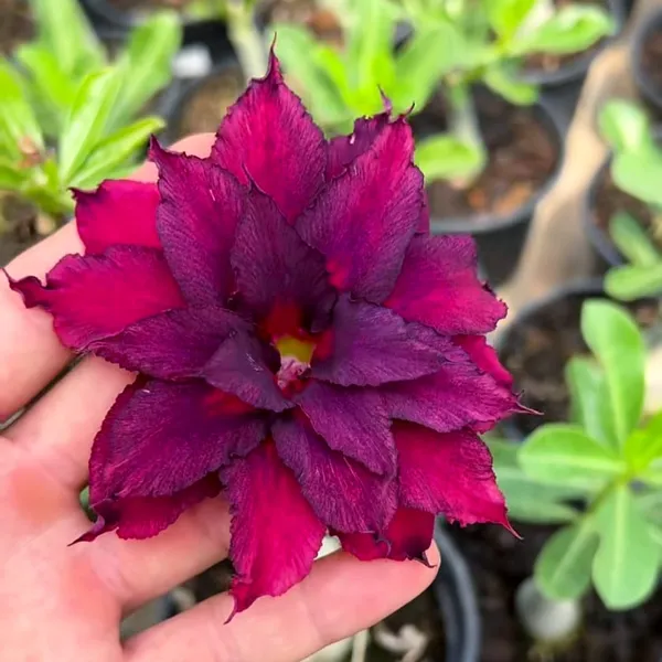 Adenium_(Desert_Rose)_Plant_Deep_Purple_Double_Flowering_Succulent