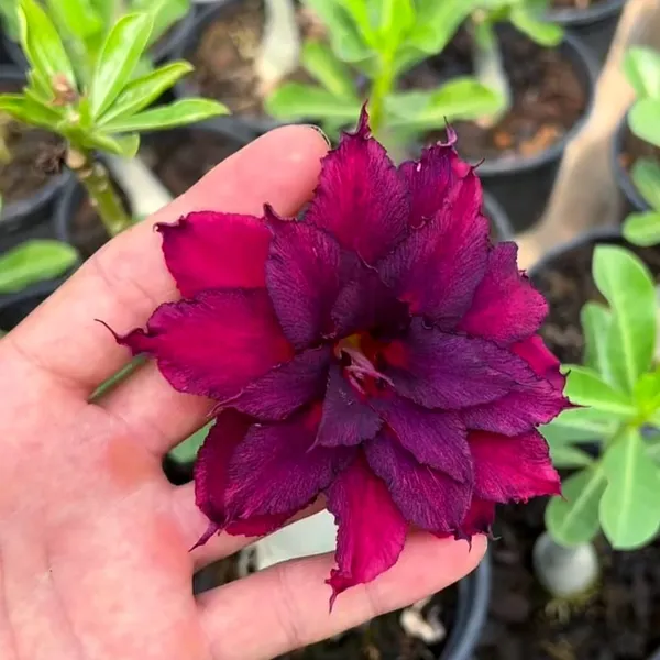 Adenium_(Desert_Rose)_Plant_Deep_Purple_Double_Flowering_Succulent