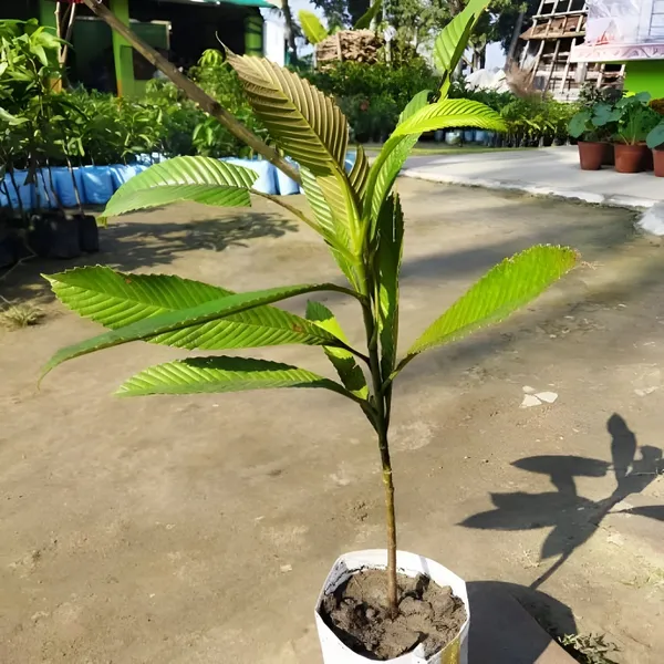 All_Time_Chalta_/_Elephant_Apple-_Plant_(Hybrid)_For_Outdoor_With_Grow_Bag