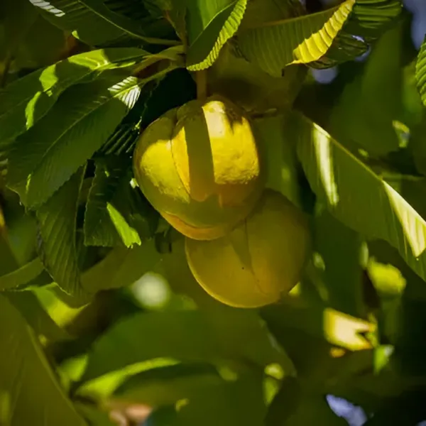 All_Time_Chalta_/_Elephant_Apple-_Plant_(Hybrid)_For_Outdoor_With_Grow_Bag