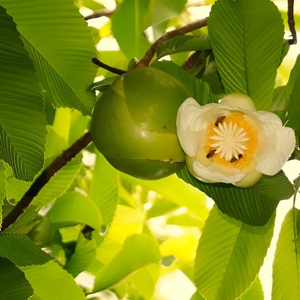 All_Time_Chalta_/_Elephant_Apple-_Plant_(Hybrid)_For_Outdoor_With_Grow_Bag