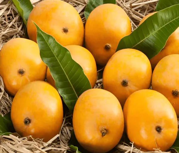 Alphonso_Mango_Plant_(Premium_Grafted_Variety)