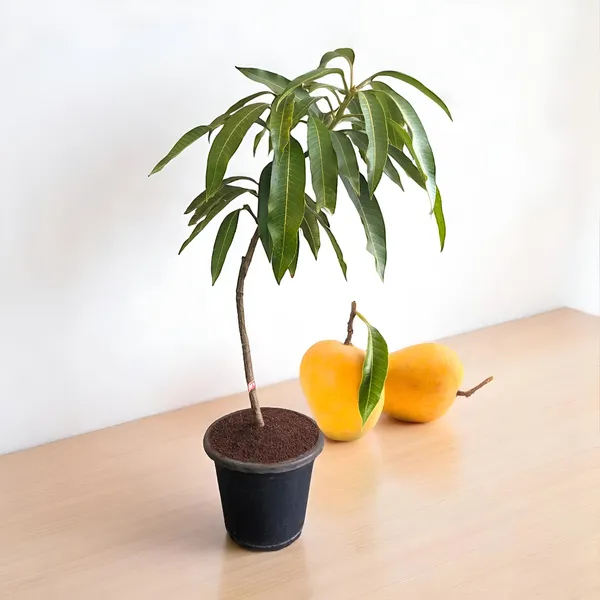 Alphonso_Mango_Plant_(Premium_Grafted_Variety)