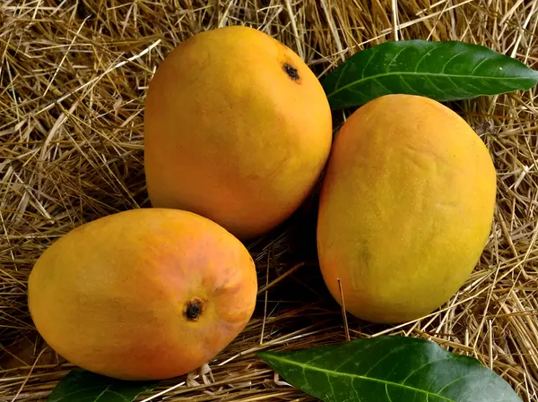 Alphonso_Mango_Plant_(Premium_Grafted_Variety)