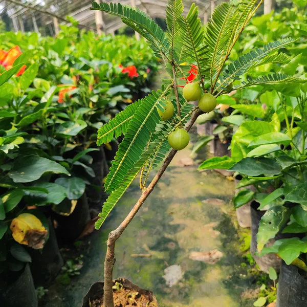 Amla_Fruit_Plant_-_Grafted