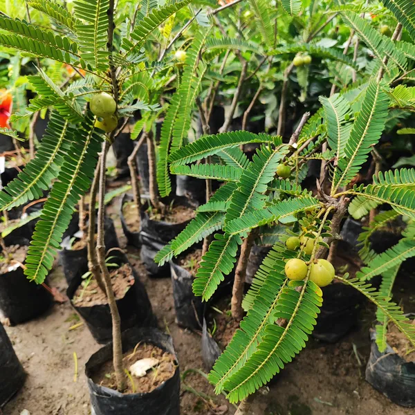 Amla_Fruit_Plant_-_Grafted