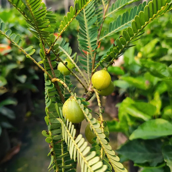 Amla_Fruit_Plant_-_Grafted