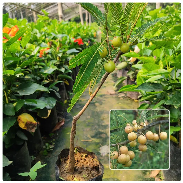 Amla_Fruit_Plant_-_Grafted