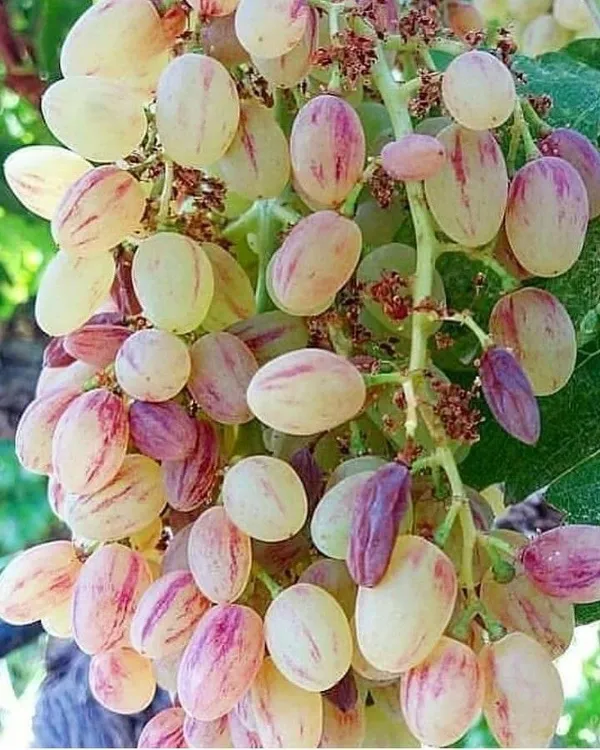 Grapes_Plant_(Hybrid)_For_Outdoor_With_Grow_Bag