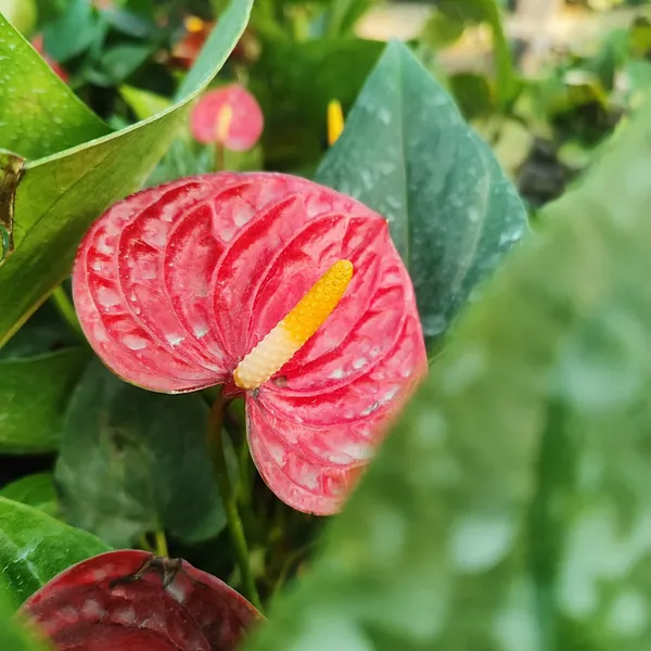 Anthurium_Red_Flamingo_Flower_Plant_Pack_Of_-_1