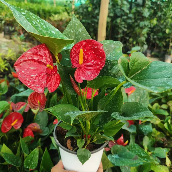 Anthurium_Red_Flamingo_Flower_Plant_Pack_Of_-_1