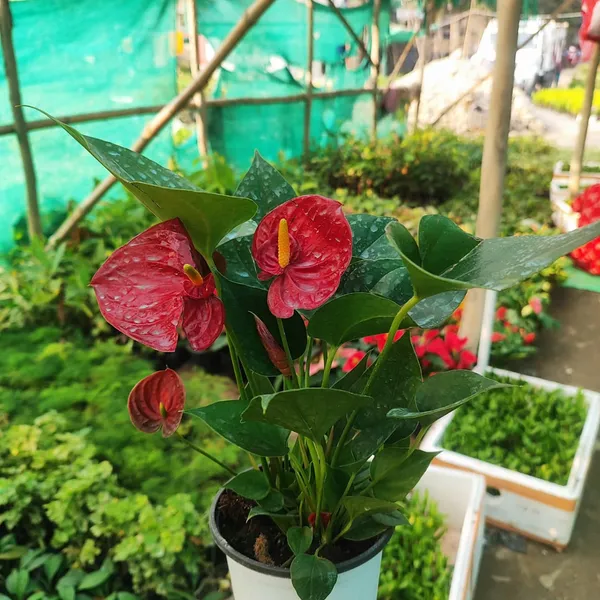Anthurium_Red_Flamingo_Flower_Plant_Pack_Of_-_1