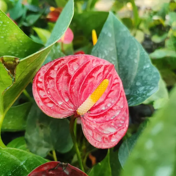 Anthurium_Red_Flamingo_Flower_Plant_Pack_Of_-_1