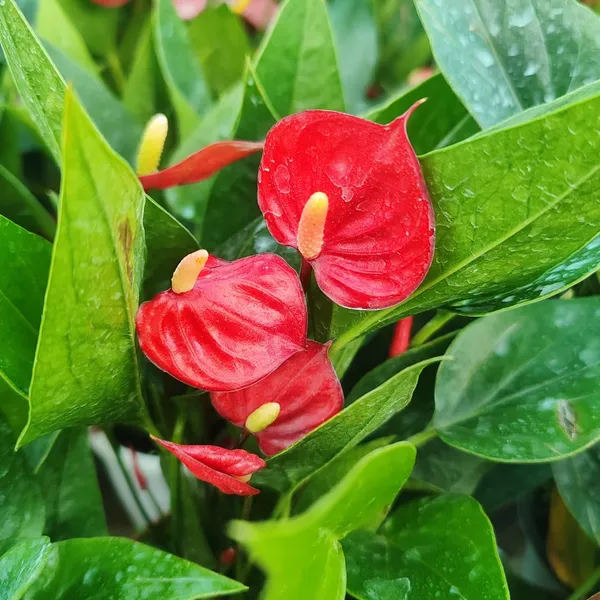 Anthurium_Red_Flamingo_Flower_Plant_Pack_Of_-_1