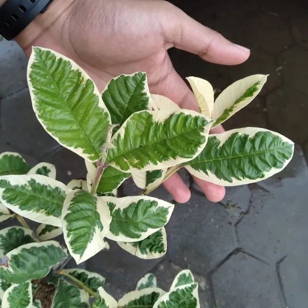 Variegated_Guava_Plant_-_Small_Size_(Hybrid)_For_Outdoor_With_Grow_Bag