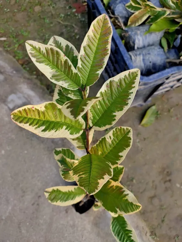 Variegated_Guava_Plant_-_Small_Size_(Hybrid)_For_Outdoor_With_Grow_Bag