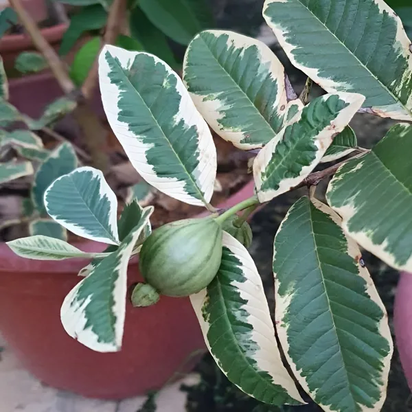 Variegated_Guava_Plant_-_Small_Size_(Hybrid)_For_Outdoor_With_Grow_Bag
