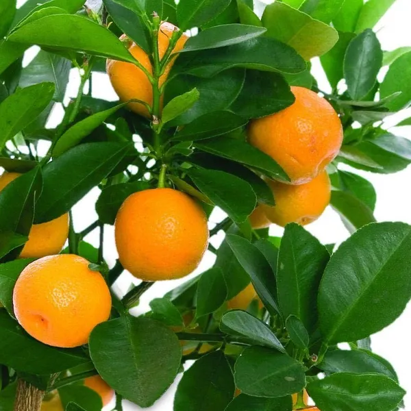 Orange_Plant_(Hybrid)_For_Indoor_&_Outdoor_With_Grow_Bag