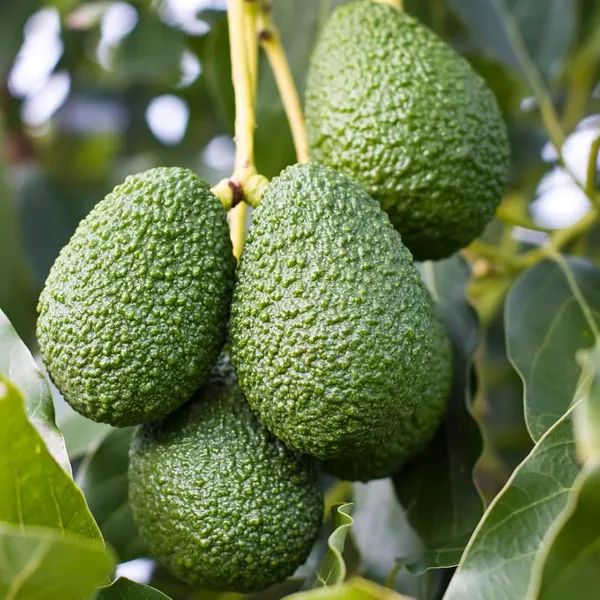 Avocado_Fruit_Plants_(Pinkerton)_Hybrid_Pack_Of_-_1