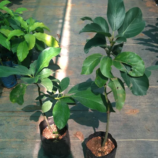 Avocado_Fruit_Plants_(Pinkerton)_Hybrid_Pack_Of_-_1