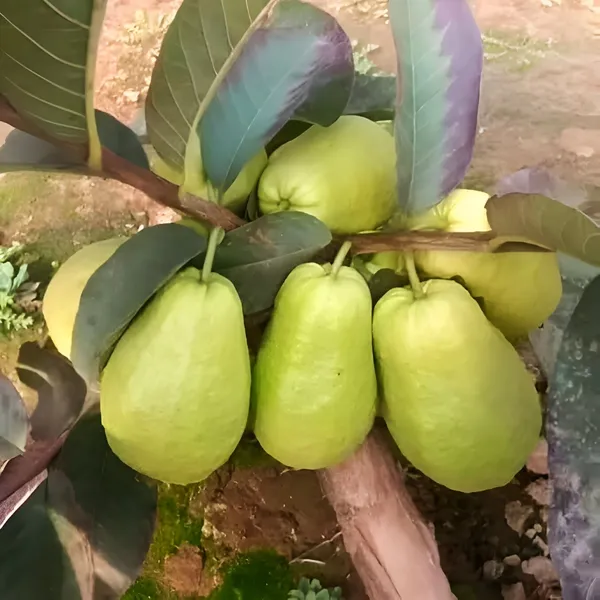 Guava_Plant__Pack_Of_-_1__(Hybrid)_For__Outdoor_With_Grow_Bag