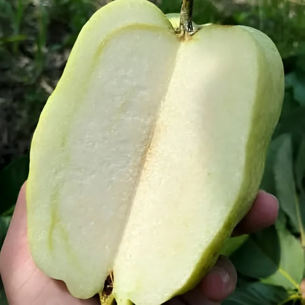 Guava_Plant__Pack_Of_-_1__(Hybrid)_For__Outdoor_With_Grow_Bag