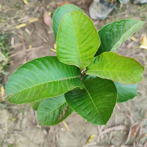 Guava_Plant__Pack_Of_-_1__(Hybrid)_For__Outdoor_With_Grow_Bag