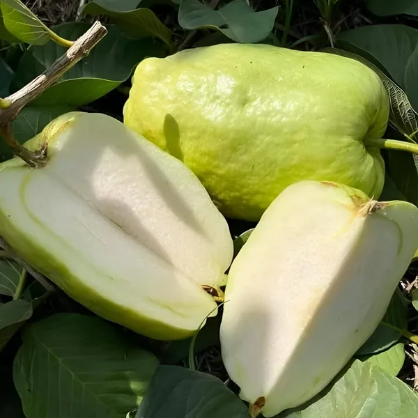 Guava_Plant__Pack_Of_-_1__(Hybrid)_For__Outdoor_With_Grow_Bag