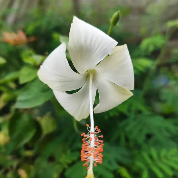 White_Hibiscus_Flower_Plant_(Hybrid)_For_Outdoor_With_Grow_Bag