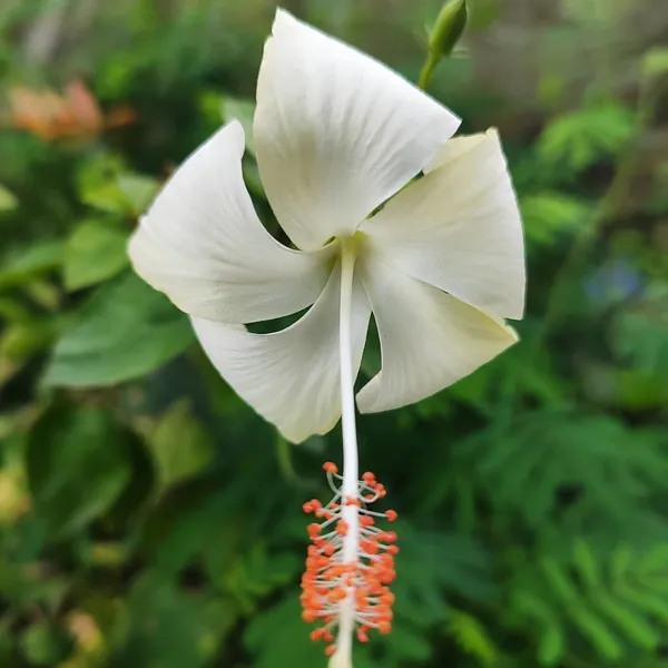 White_Hibiscus_Flower_Plant_(Hybrid)_For_Outdoor_With_Grow_Bag