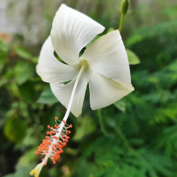 White_Hibiscus_Flower_Plant_(Hybrid)_For_Outdoor_With_Grow_Bag