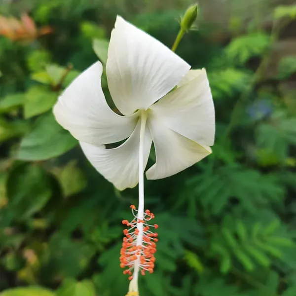 White_Hibiscus_Flower_Plant_(Hybrid)_For_Outdoor_With_Grow_Bag