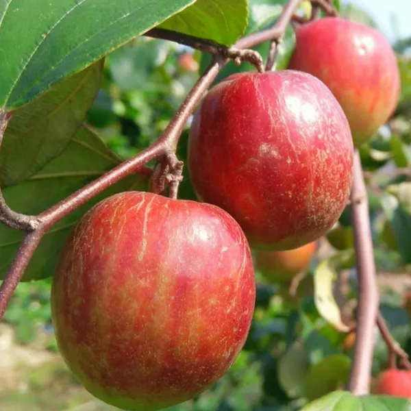 Sweet_Apple_Ber_Plant_(Hybrid)_For_Outdoor_With_Grow_Bag