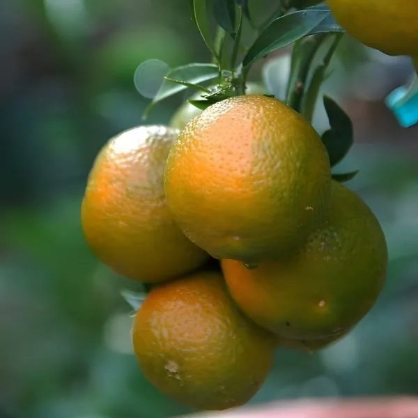 Sweet_Mosambi_Lemon_Plant_(Hybrid)_For_Outdoor_With_Grow_Bag